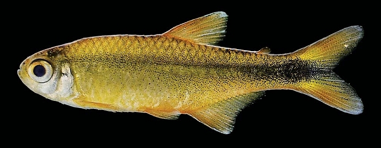 Hyphessobrycon brumado