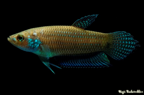 Betta stigmosa