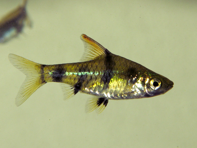 Pethia canius