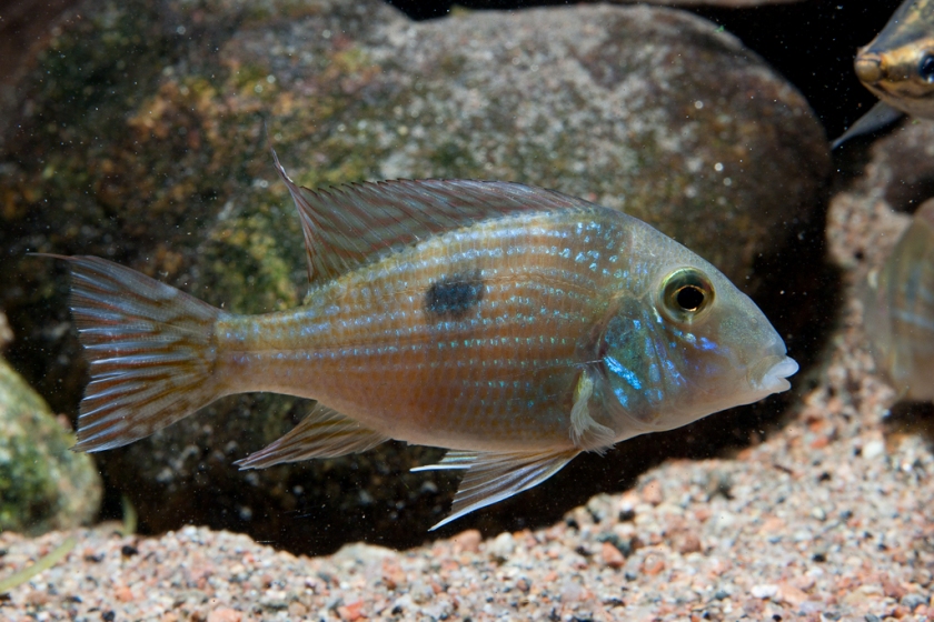 Geophagus parnaibae
