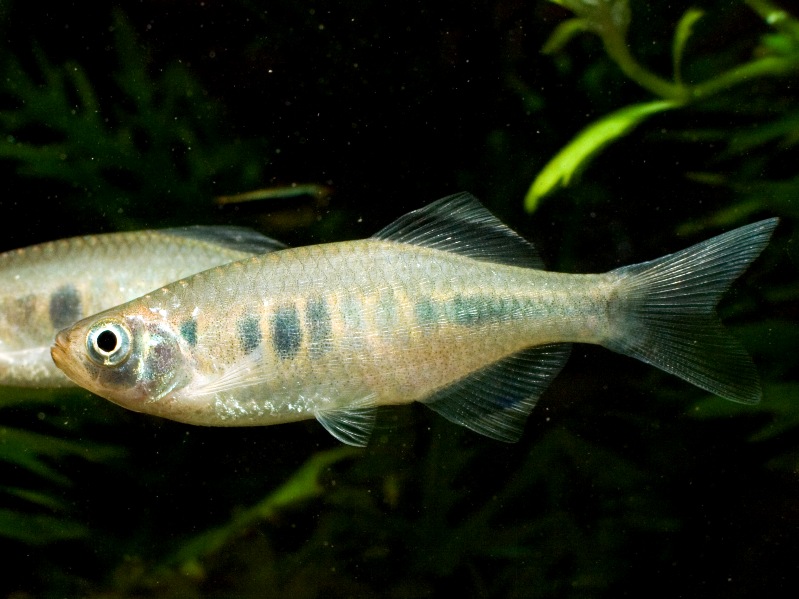Devario xyrops