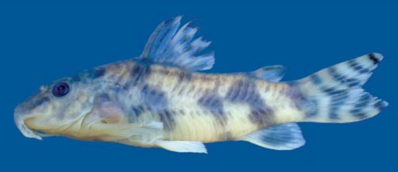 Scleromystax salmacis
