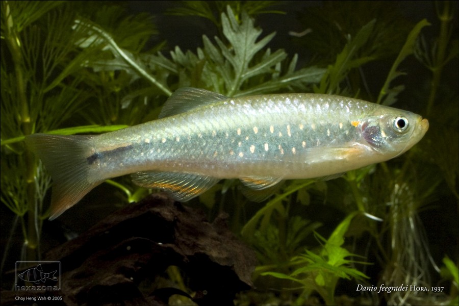 Danio feegradei