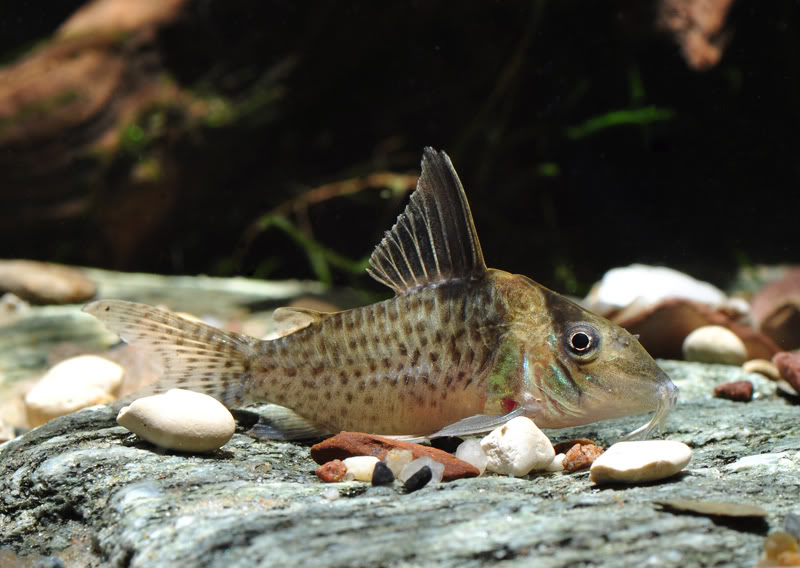 Hoplisoma brevirostre