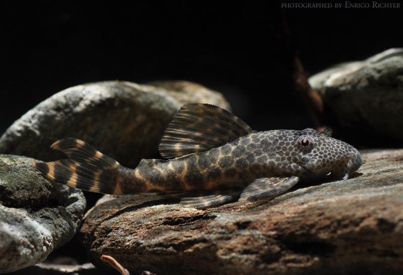 Peckoltia sp.