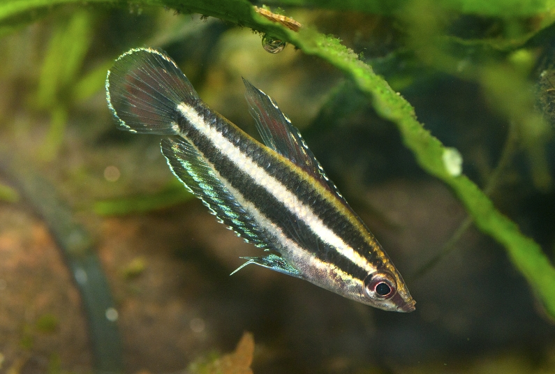 Parosphromenus opallios