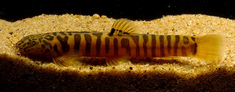 Schistura sp. 4