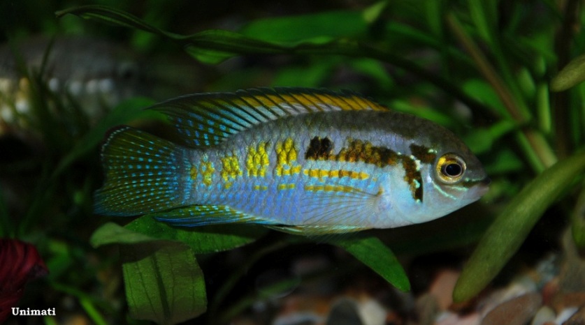 Laetacara araguaiae