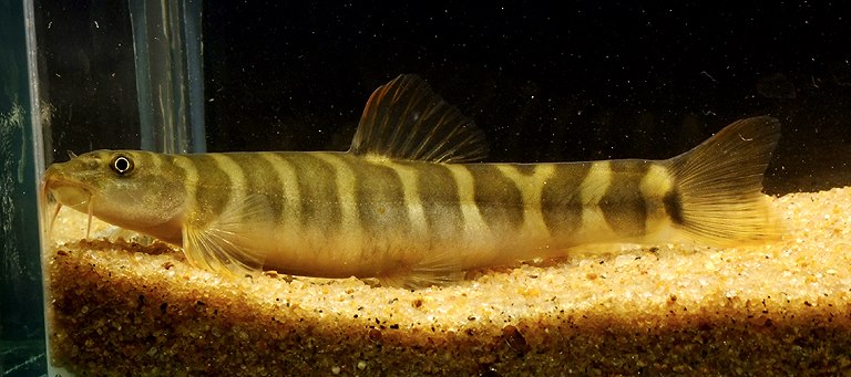 Schistura sp. 7