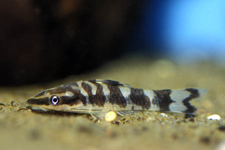 Otocinclus cocama