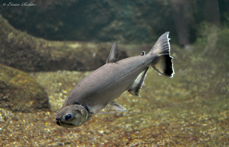 Hydrolycus armatus
