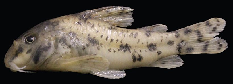 Hoplisoma lacrimostigmata