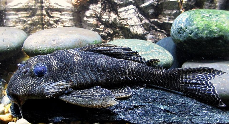 Hypancistrus sp.