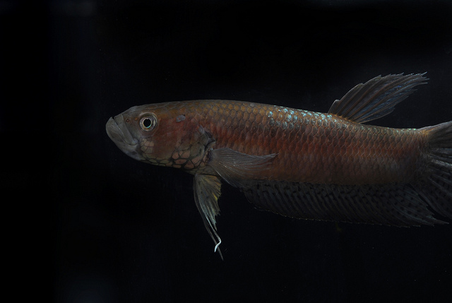 Betta gladiator