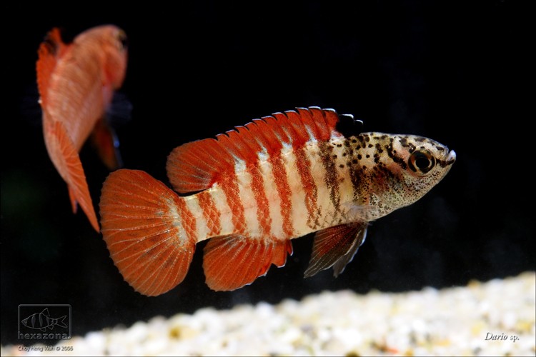 Dario tigris
