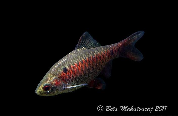 Pethia manipurensis