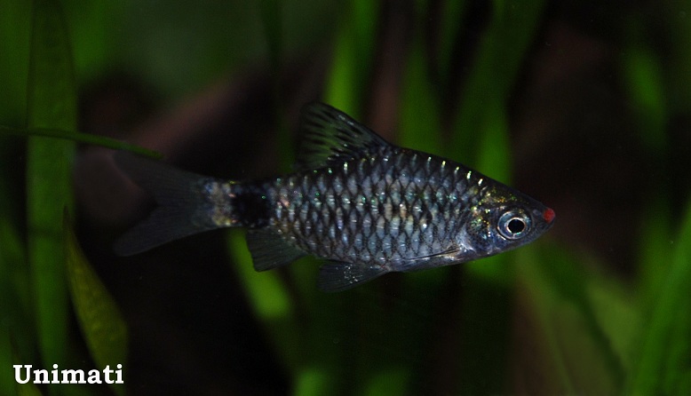 Pethia erythromycter
