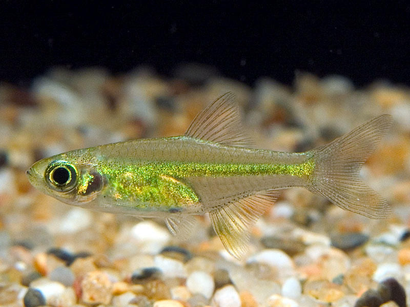 Microdevario kubotai