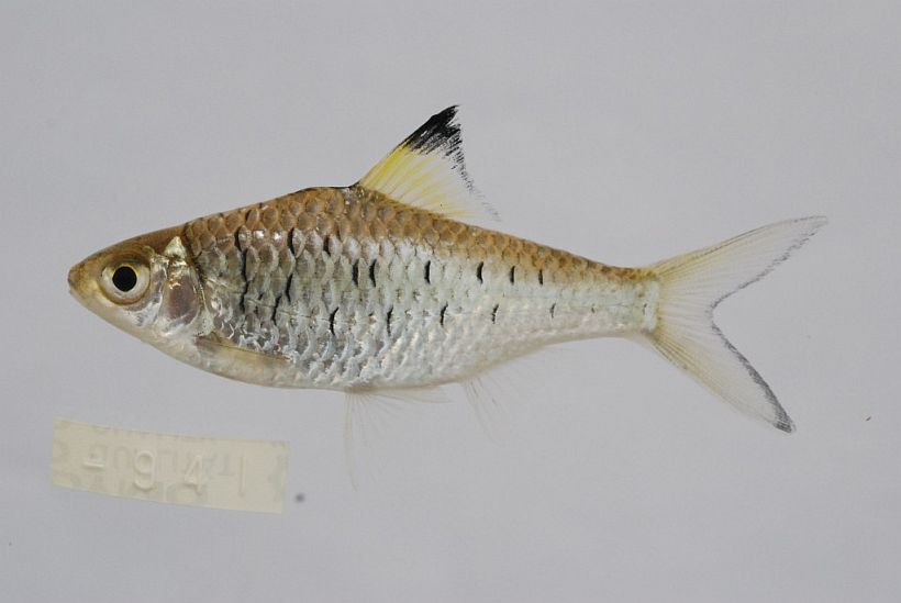 Mystacoleucus atridorsalis