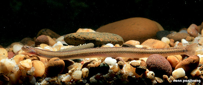 Pangio anguillaris