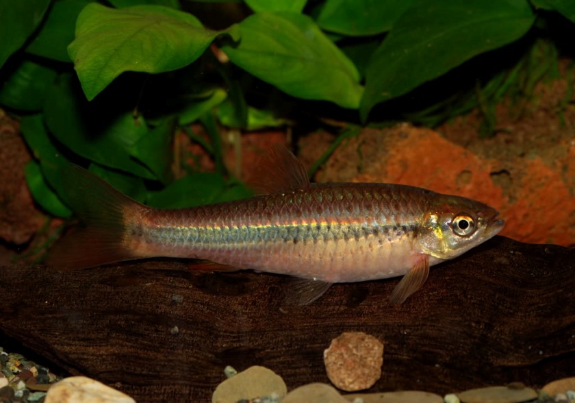 Rasbora cf. dandia