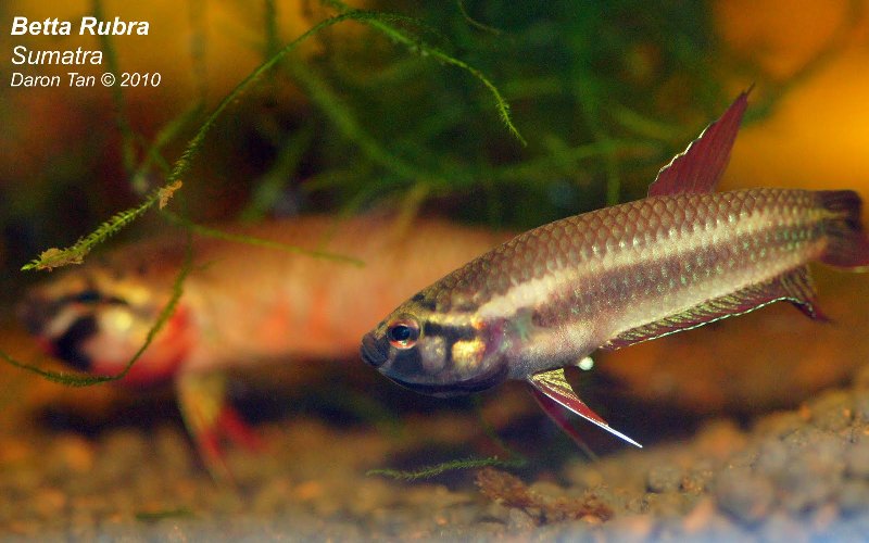 Betta dennisyongi