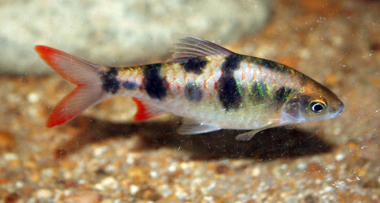 Dawkinsia tambraparniei