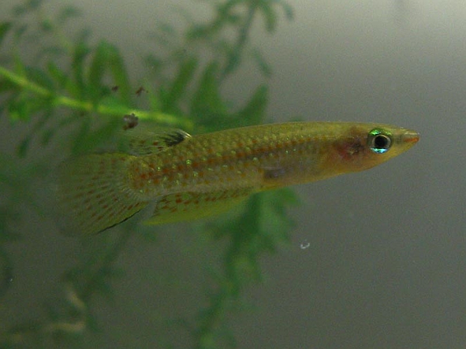 小鰕鮰