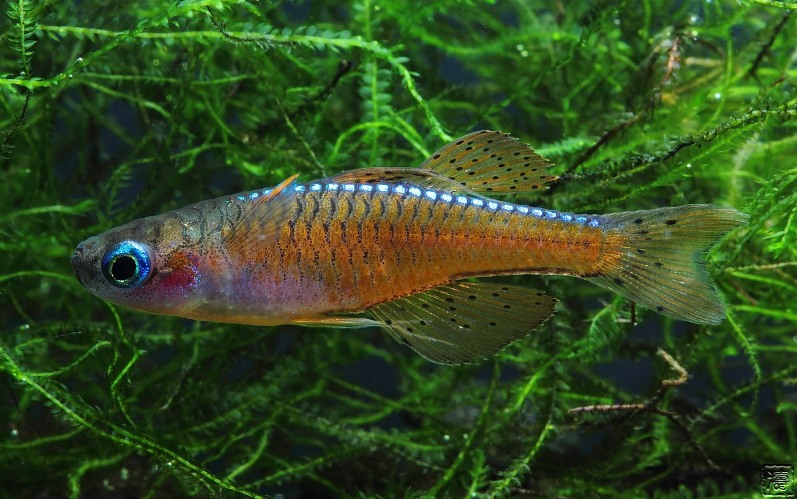 Pseudomugil sp. 'red neon'
