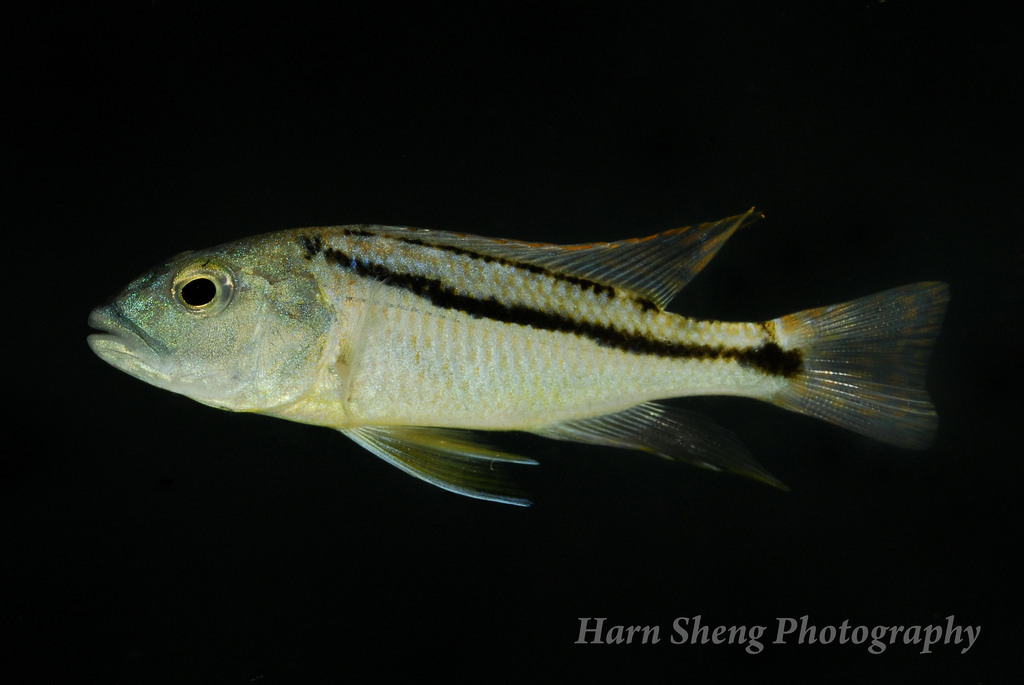Aristochromis christyi
