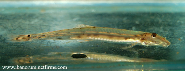 Acanthopsoides robertsi