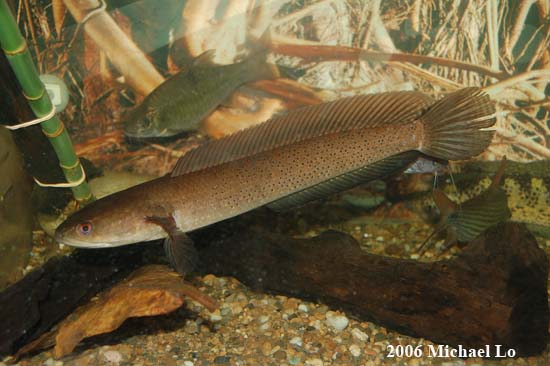 Channa baramensis