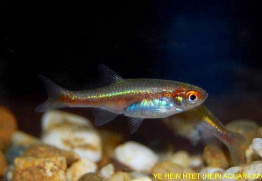 Microrasbora cf. rubescens