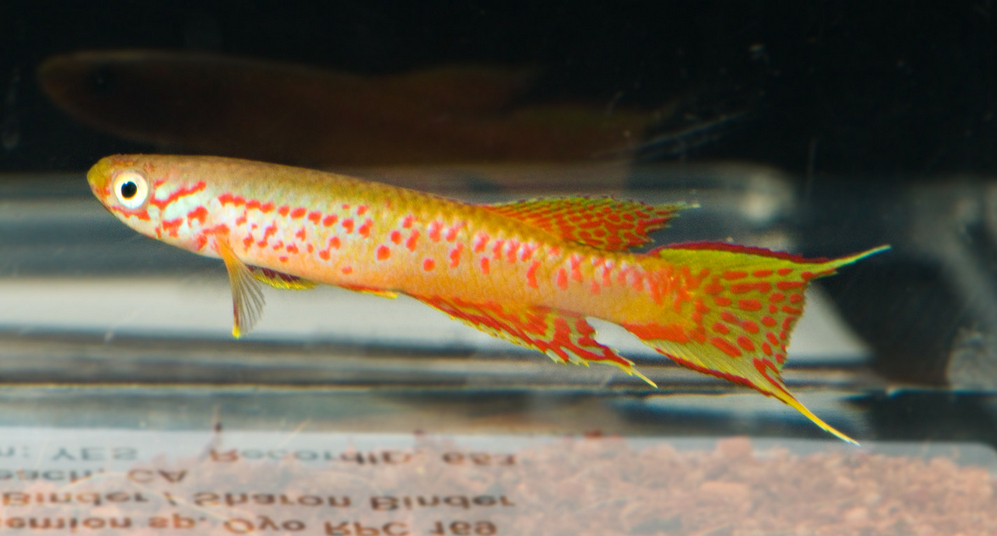 Aphyosemion sp. 'Oyo' RPC 91/8