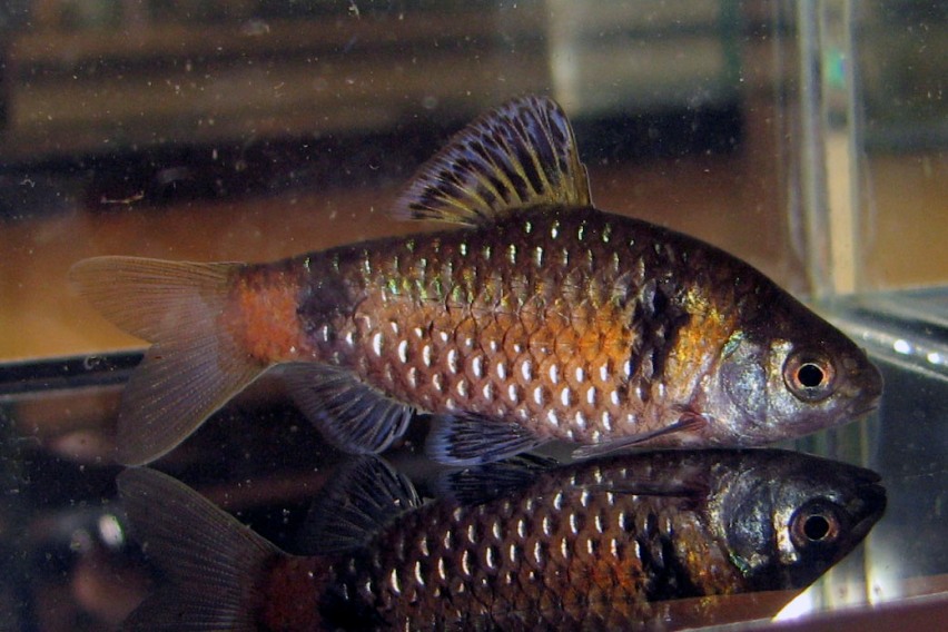 Pethia tiantian