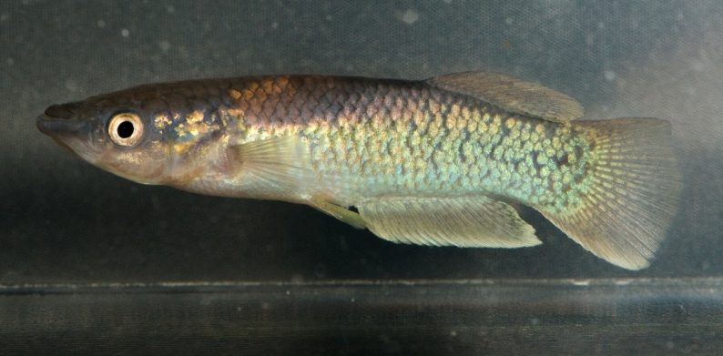 Pachypanchax arnoulti