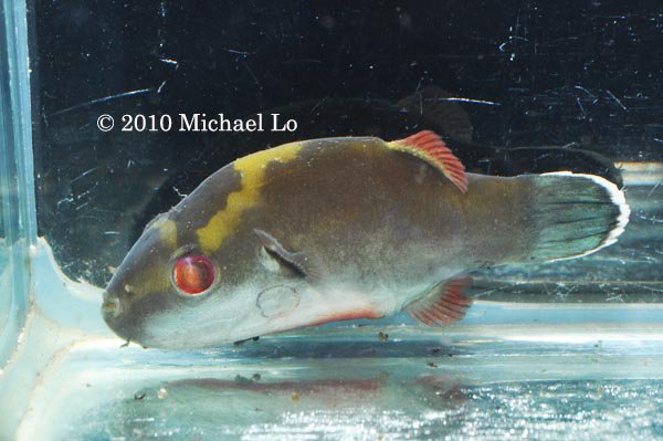 Carinotetraodon borneensis