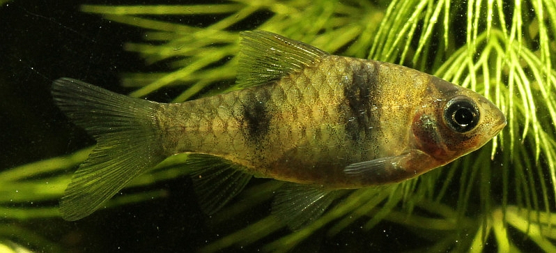 Pethia sp. 'Myanmar'