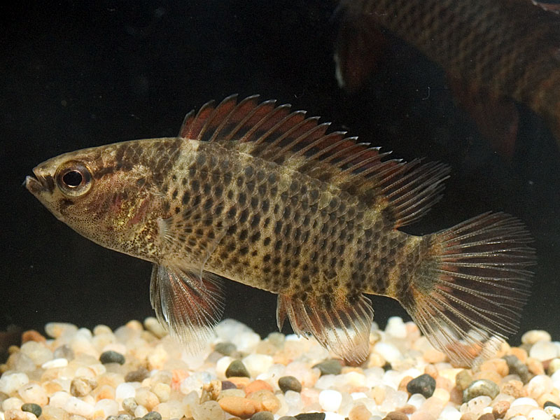 Badis corycaeus