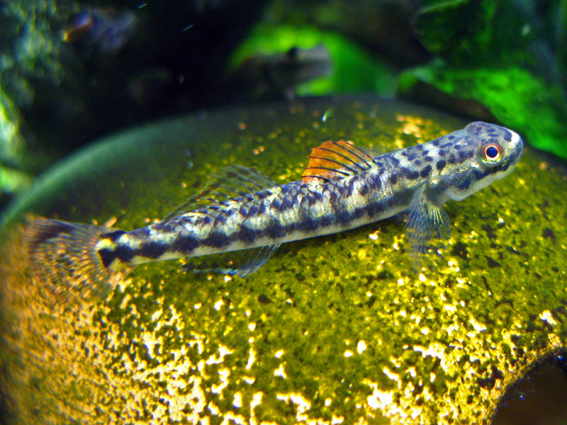 Stiphodon maculidorsalis
