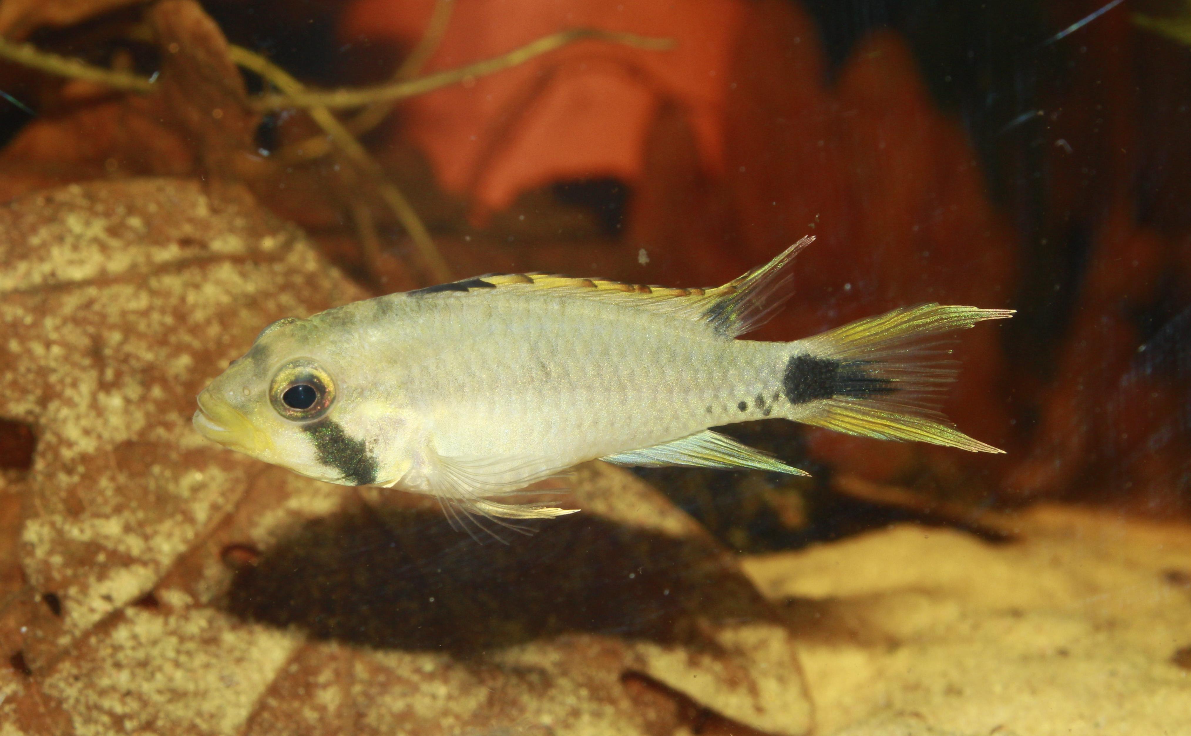 Apistogramma pantalone