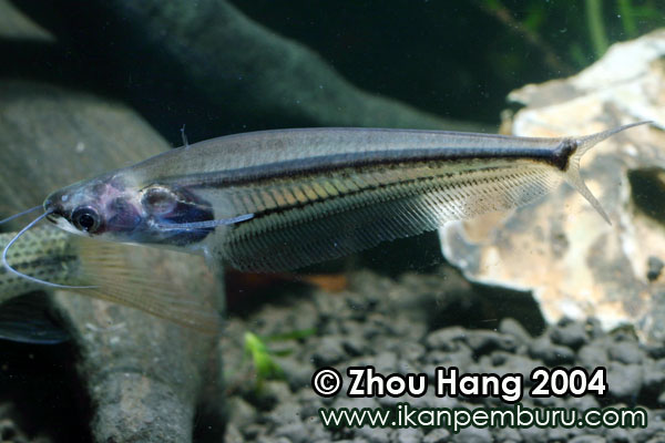 巨港缺鳍鲶