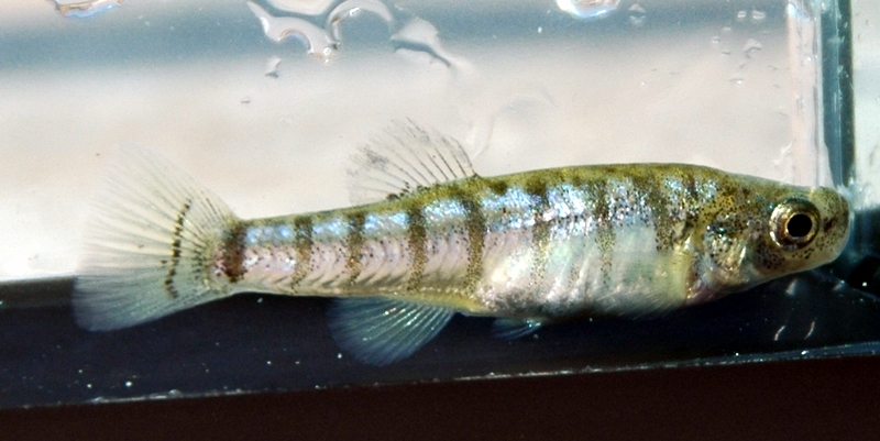 Anatolichthys saldae