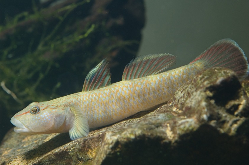 Rhinogobius sp. 'CO'