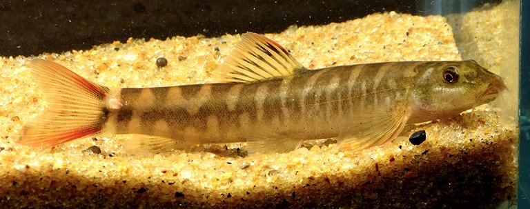 Schistura sp. 6