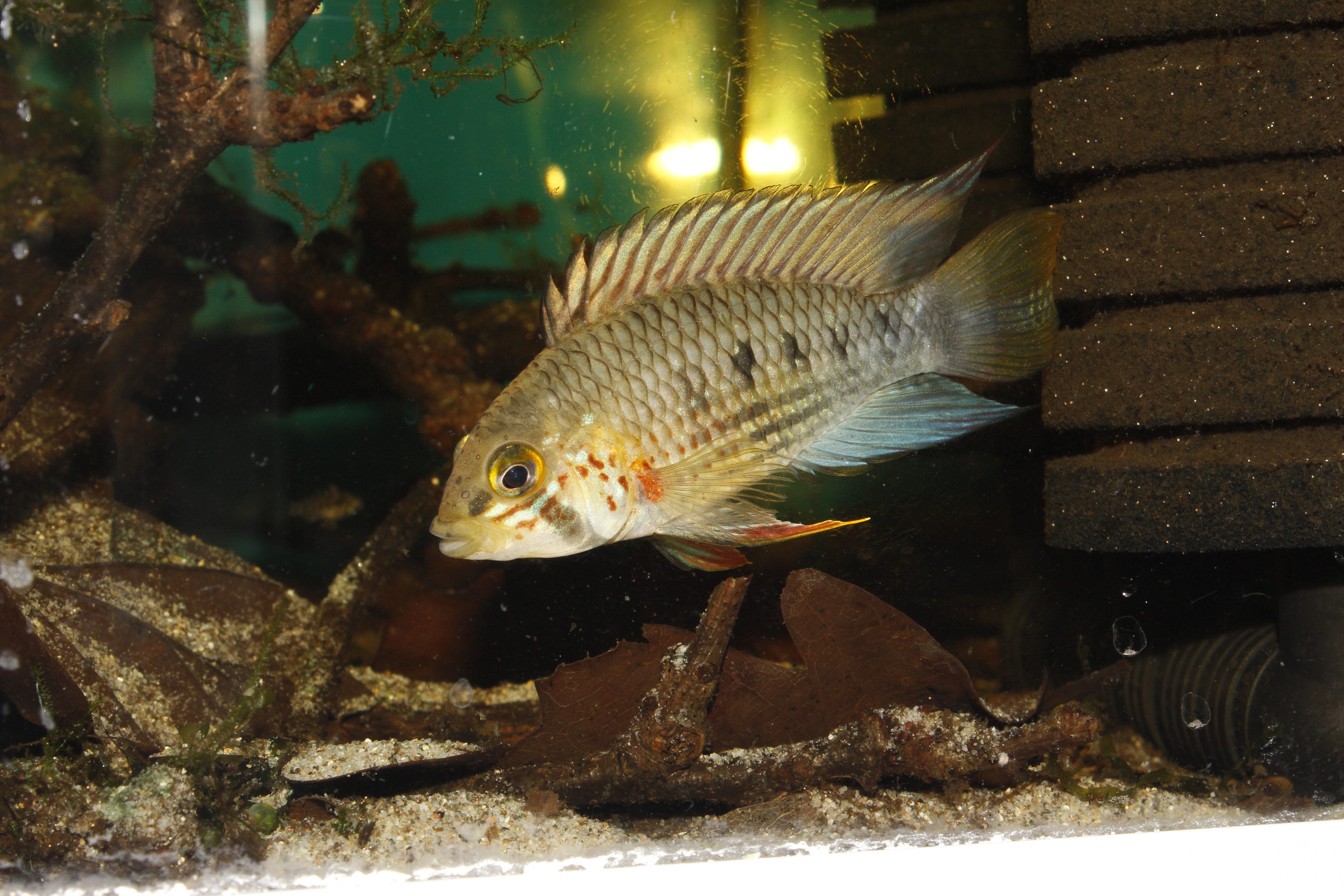 Apistogramma cinilabra