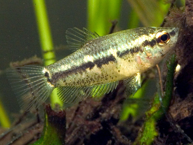 Parasphaerichthys lineatus