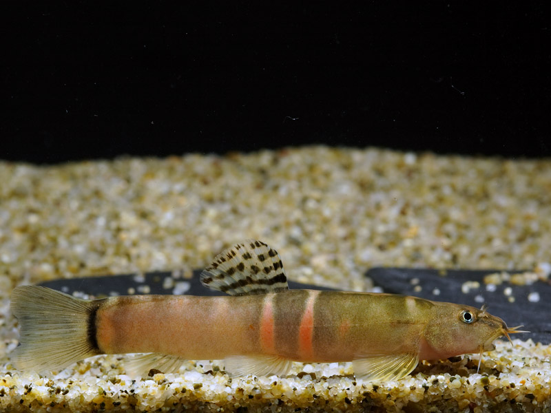 Schistura cf. balteata