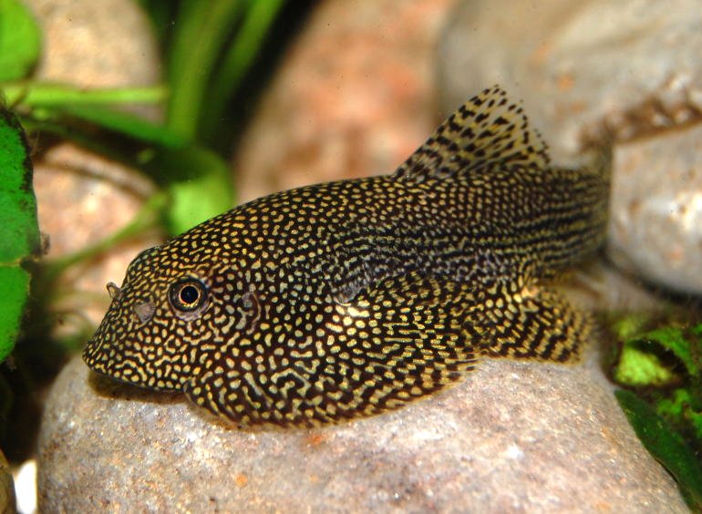 Sewellia sp. 'SEW01'