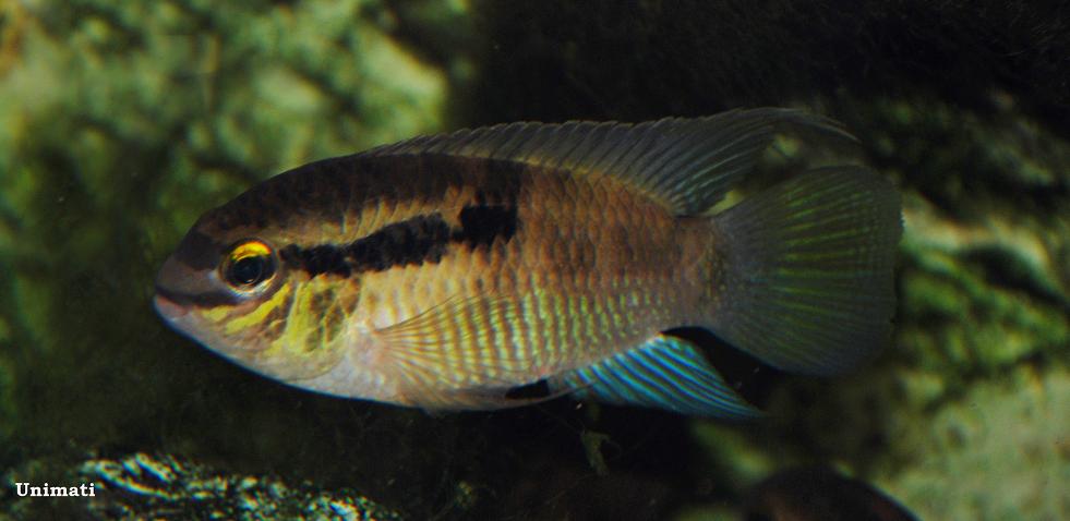 Laetacara thayeri